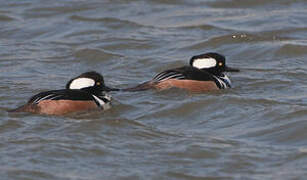 Hooded Merganser