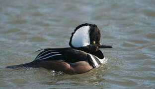 Hooded Merganser