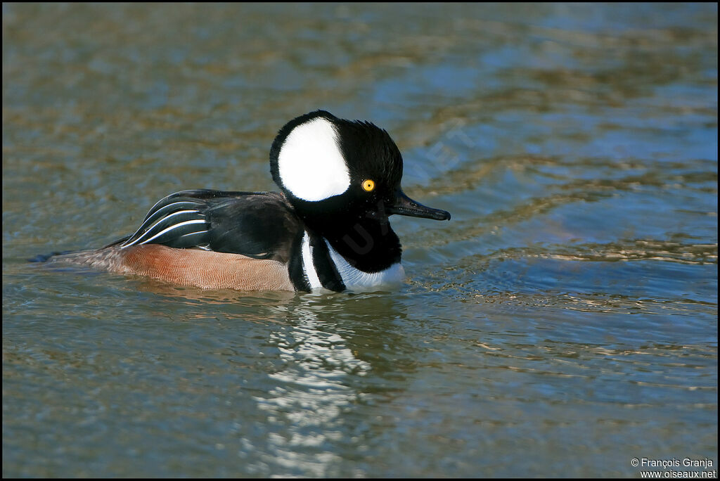 Hooded Merganseradult