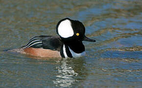 Hooded Merganser