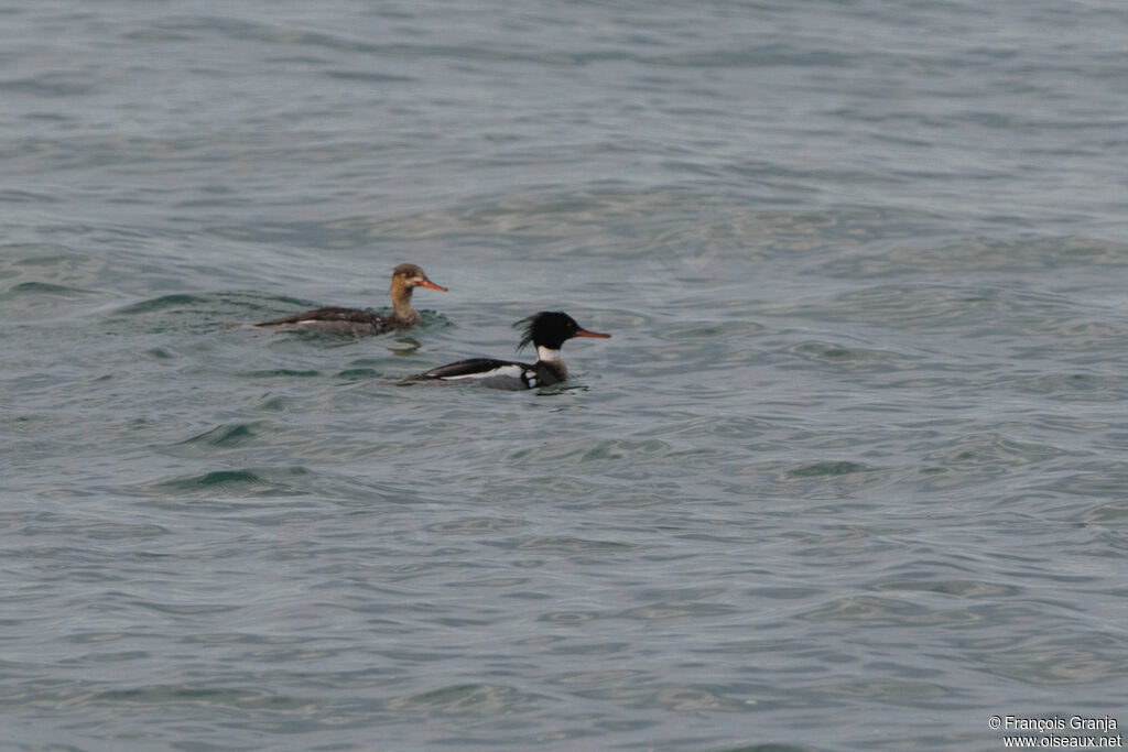 Red-breasted Merganseradult