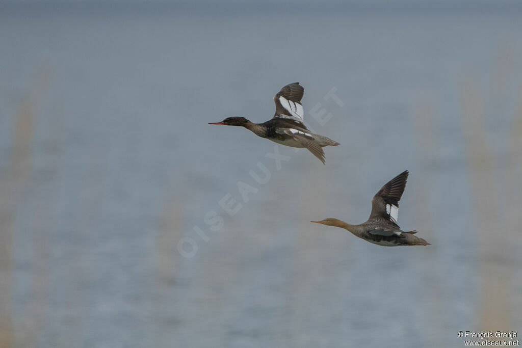 Red-breasted Merganser