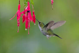 White-booted Racket-tail