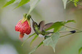 White-booted Racket-tail