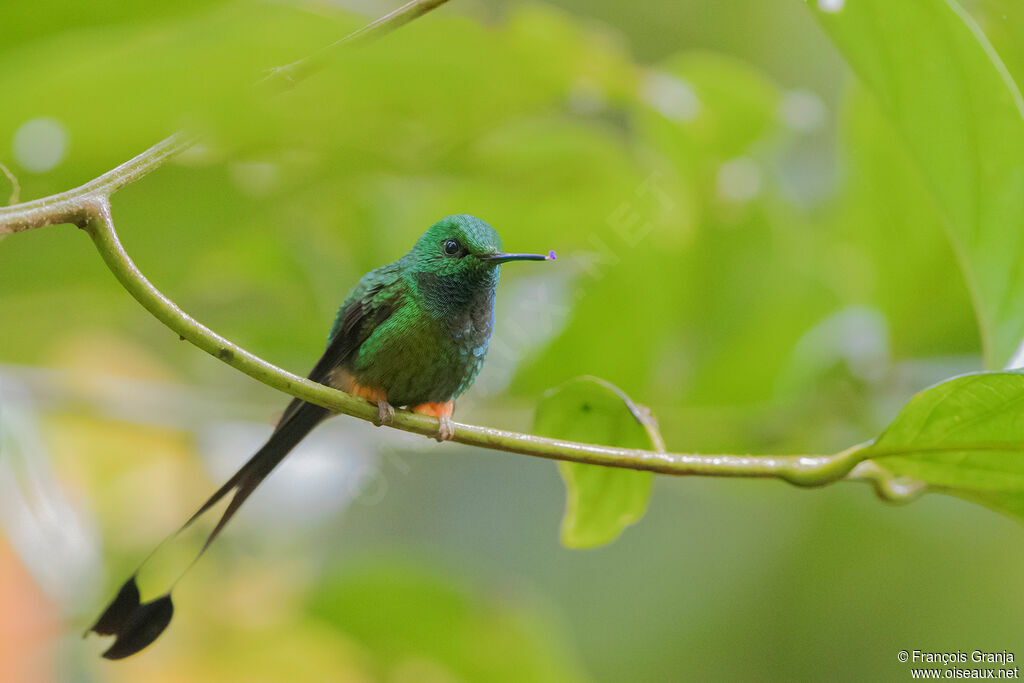 Peruvian Racket-tail male