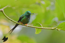 Peruvian Racket-tail