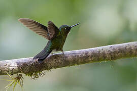 Tourmaline Sunangel