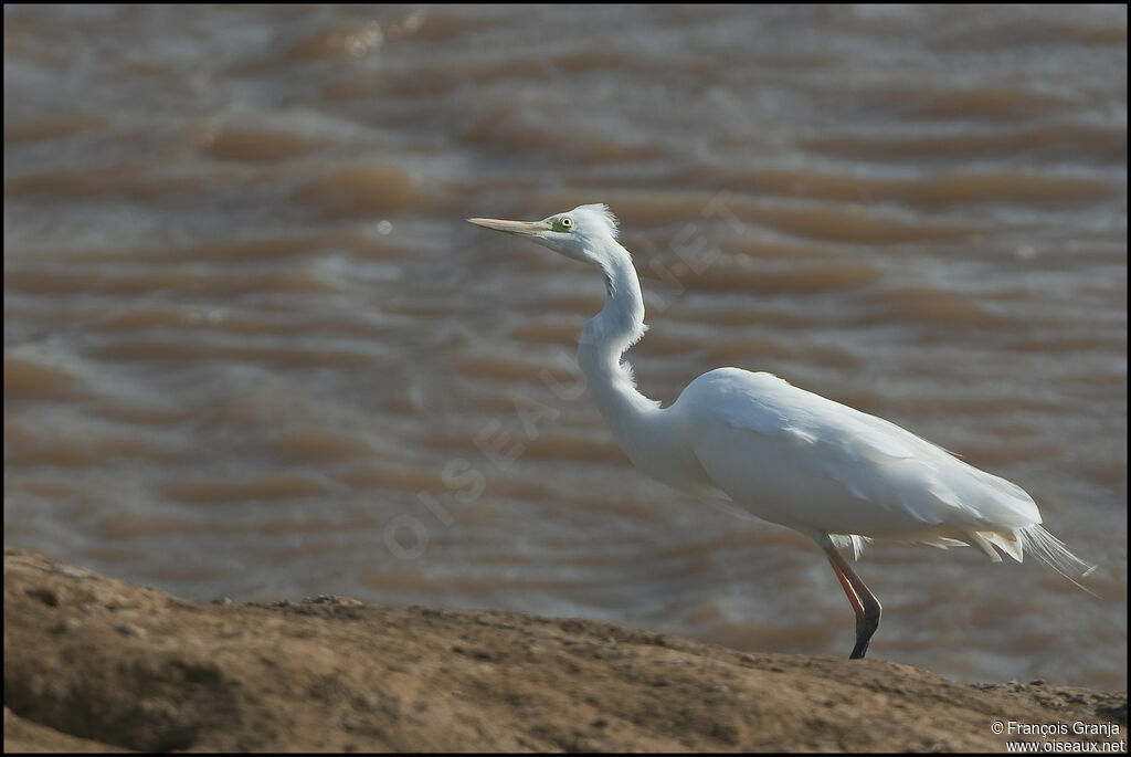 Yellow-billed Egret