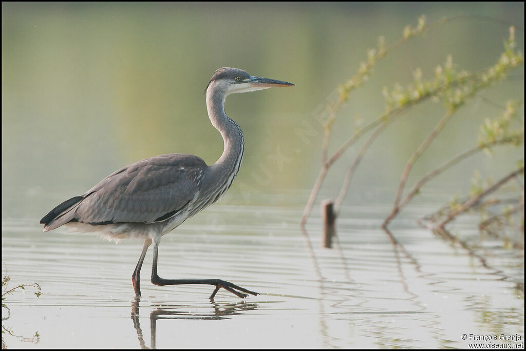 Grey Heronimmature