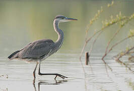 Grey Heron