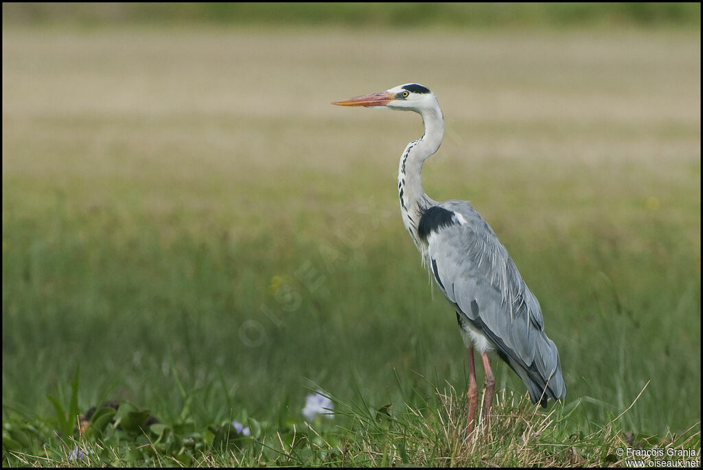 Grey Heron