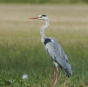 Grey Heron