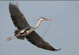 Grey Heron