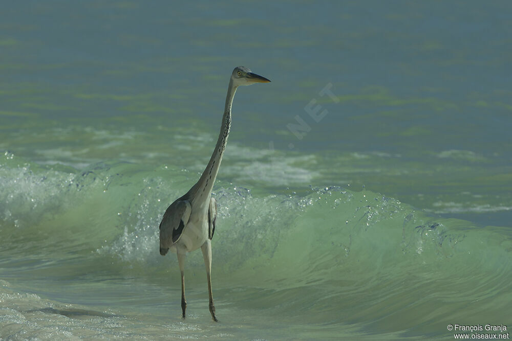 Grey Heronadult