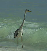 Grey Heron