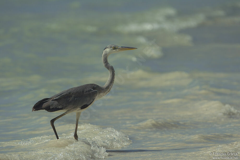 Grey Heronadult