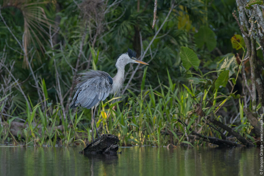 Cocoi Heron