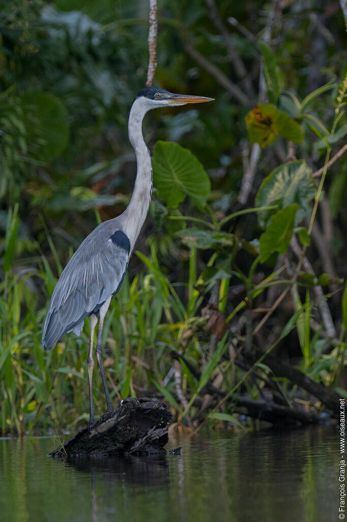 Cocoi Heron