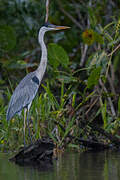 Cocoi Heron