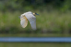 Capped Heron