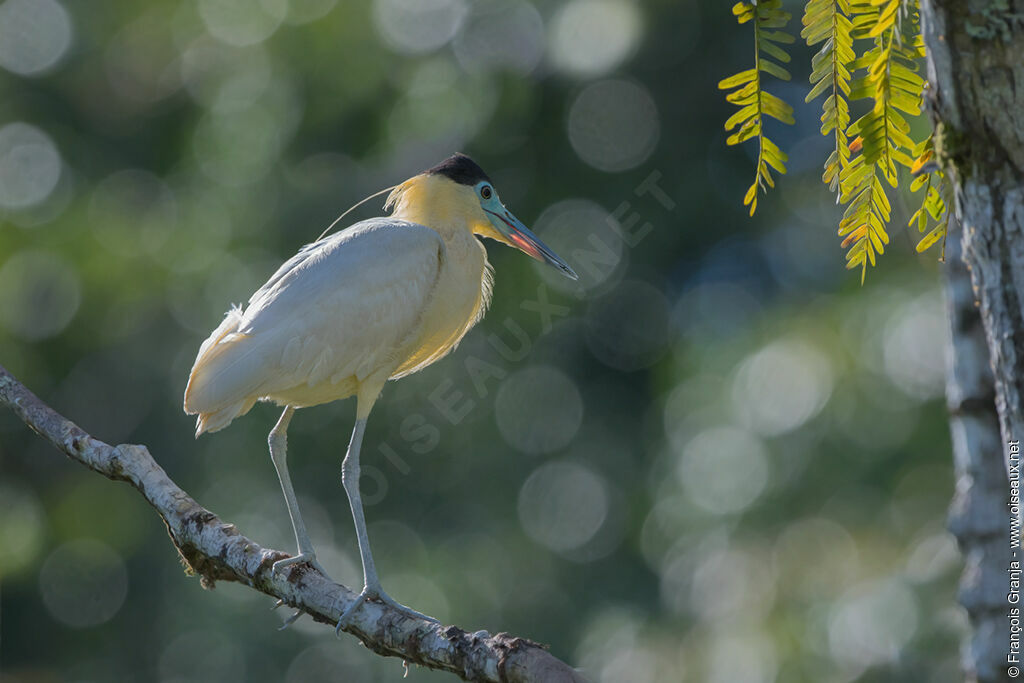 Capped Heron