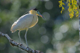 Capped Heron