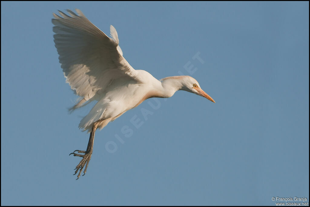 Western Cattle Egretadult breeding