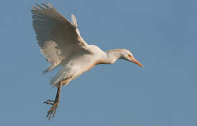 Western Cattle Egret