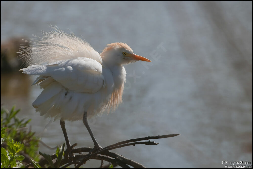 Western Cattle Egretadult breeding