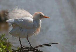 Western Cattle Egret