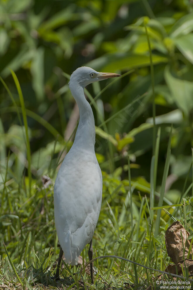 Western Cattle Egretadult