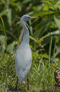 Western Cattle Egret