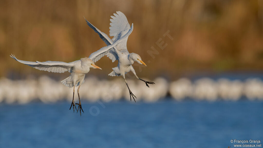 Western Cattle Egret