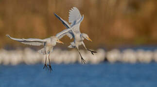 Western Cattle Egret