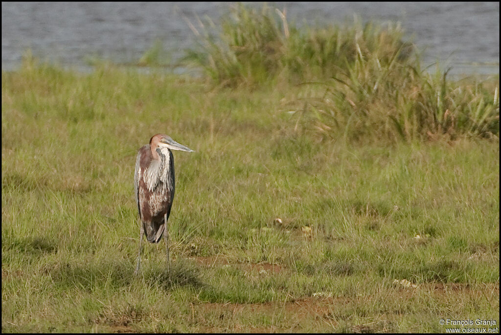 Goliath Heron