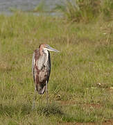 Goliath Heron