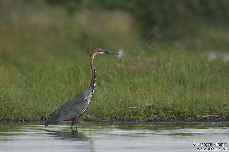 Goliath Heronadult