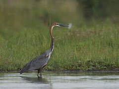 Goliath Heron