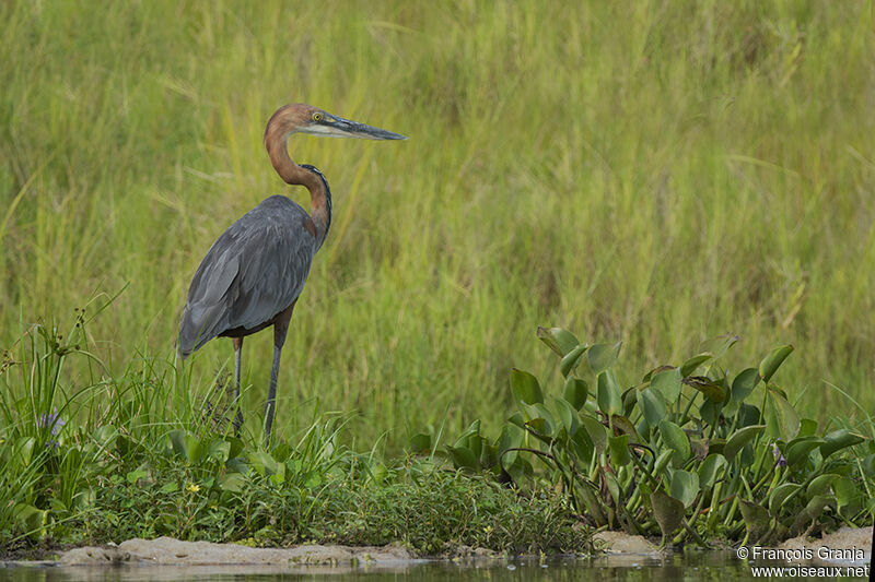 Goliath Heron