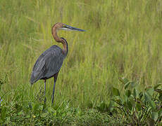 Goliath Heron