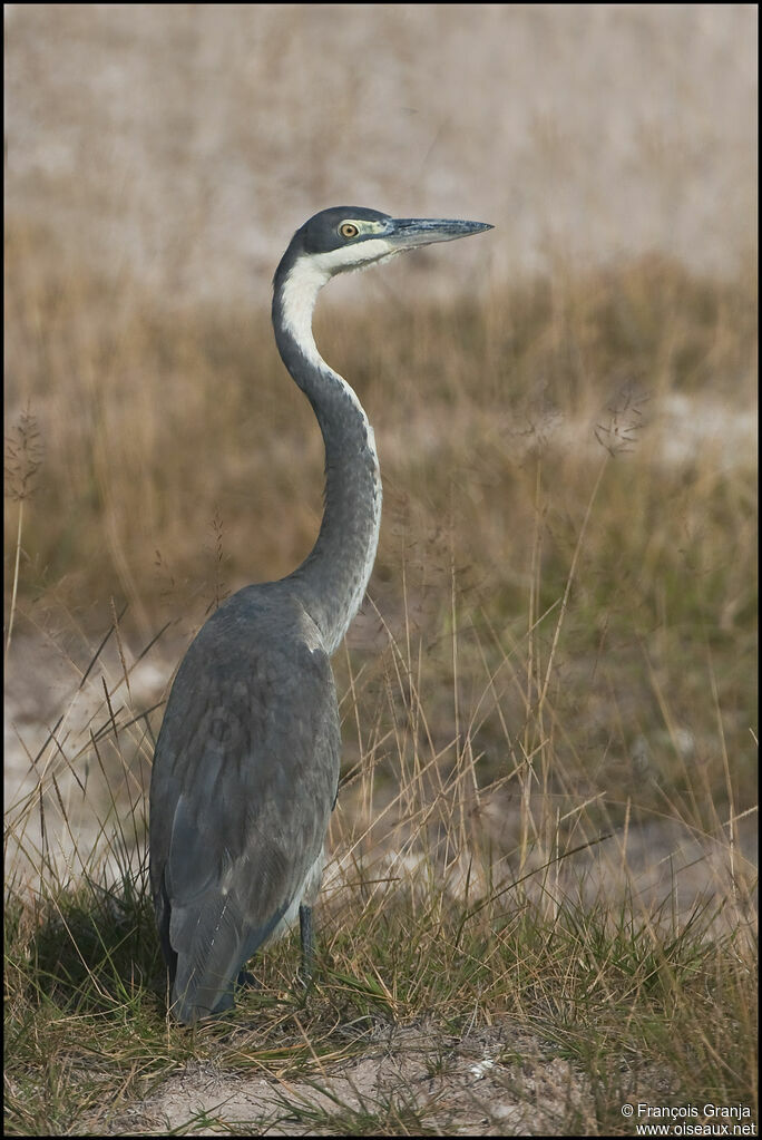 Black-headed Heron