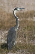 Black-headed Heron