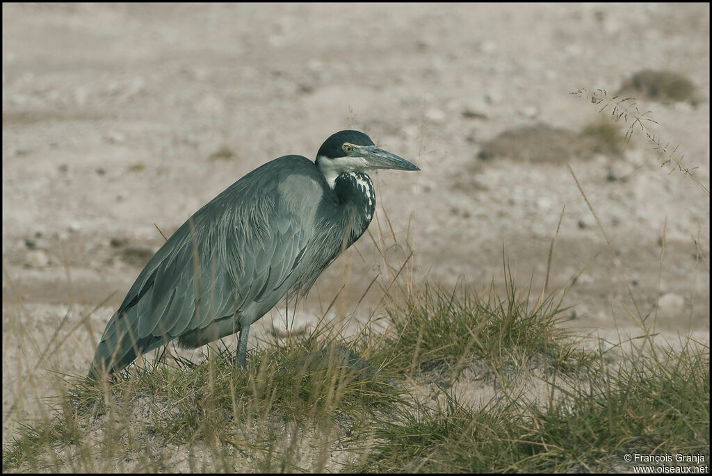 Black-headed Heron