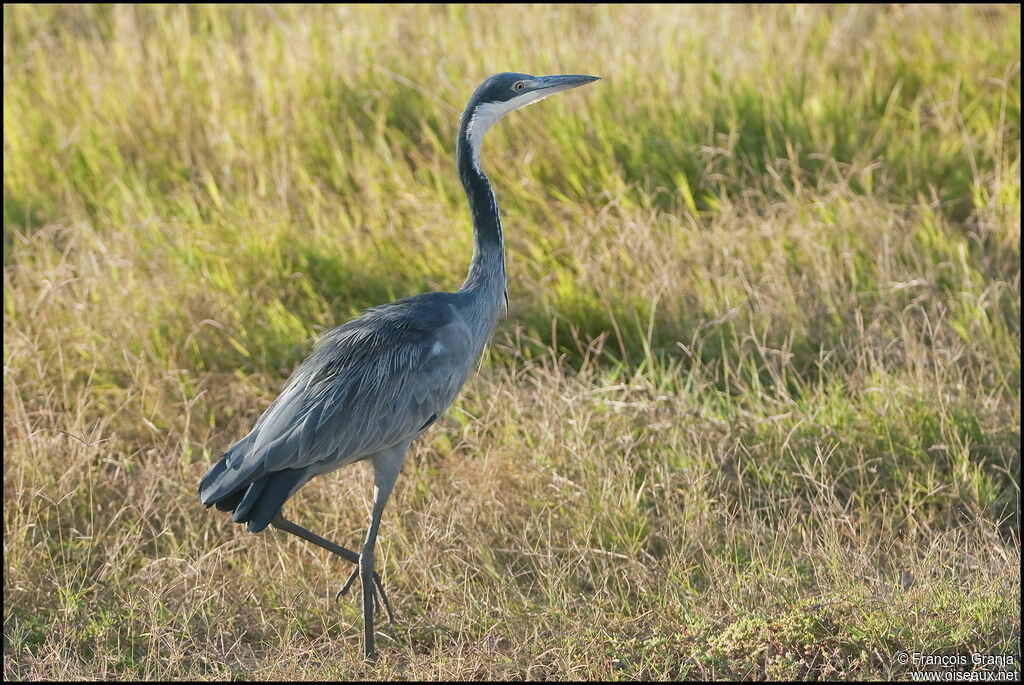 Black-headed Heronadult