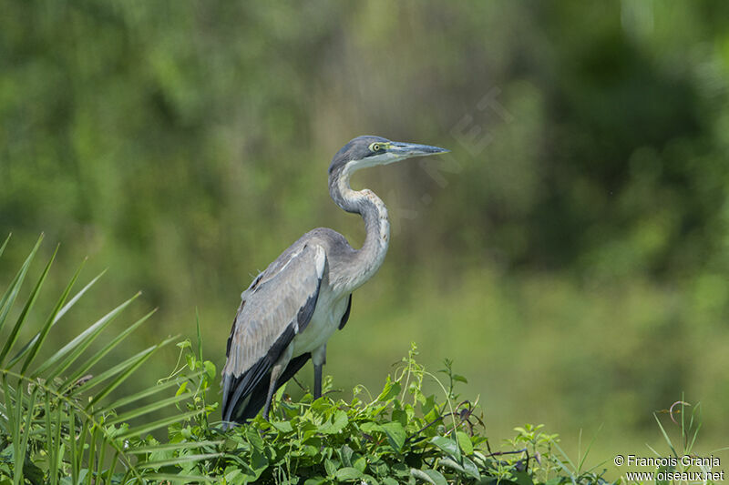 Black-headed Heronadult