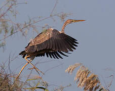 Purple Heron