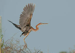 Purple Heron