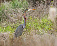 Purple Heron