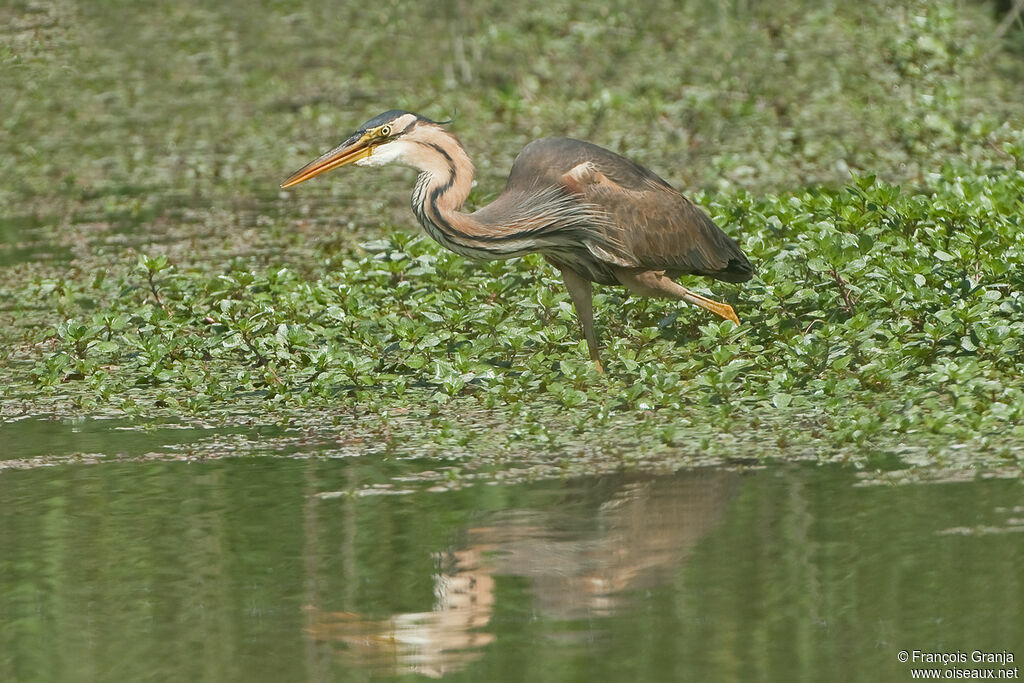 Purple Heronadult