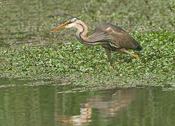 Purple Heron